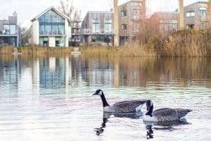 A pair of Geese on the lake at Lower Mill Estate