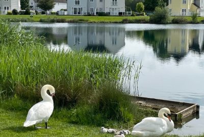 Swans at the edge of Isis lake